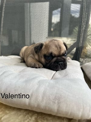 Les chiots de Bouledogue français