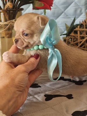 Versace - Chihuahua