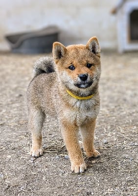 Les chiots de Shiba