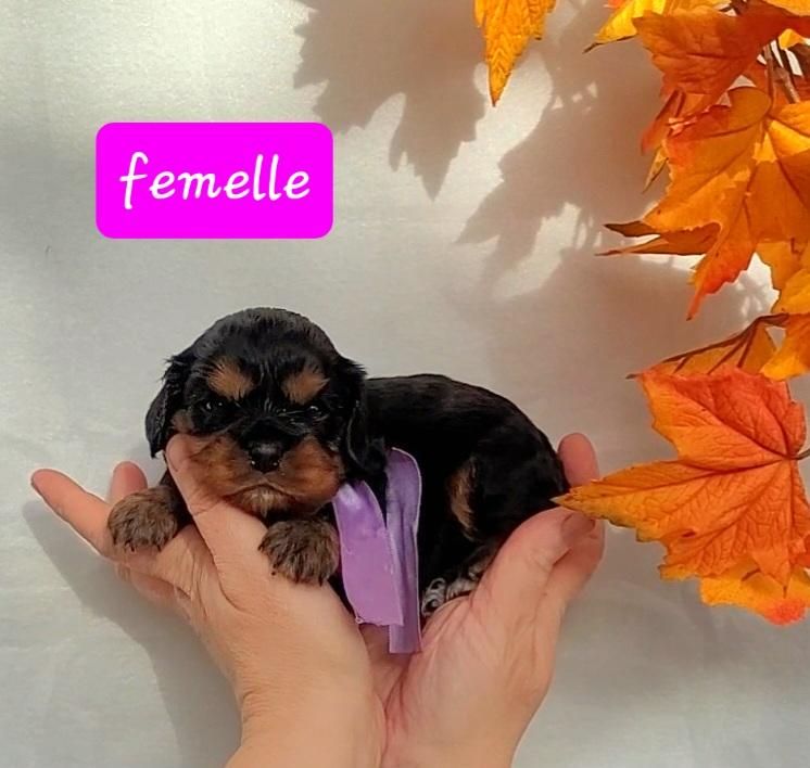 femelle noire et feu - Cavalier King Charles Spaniel