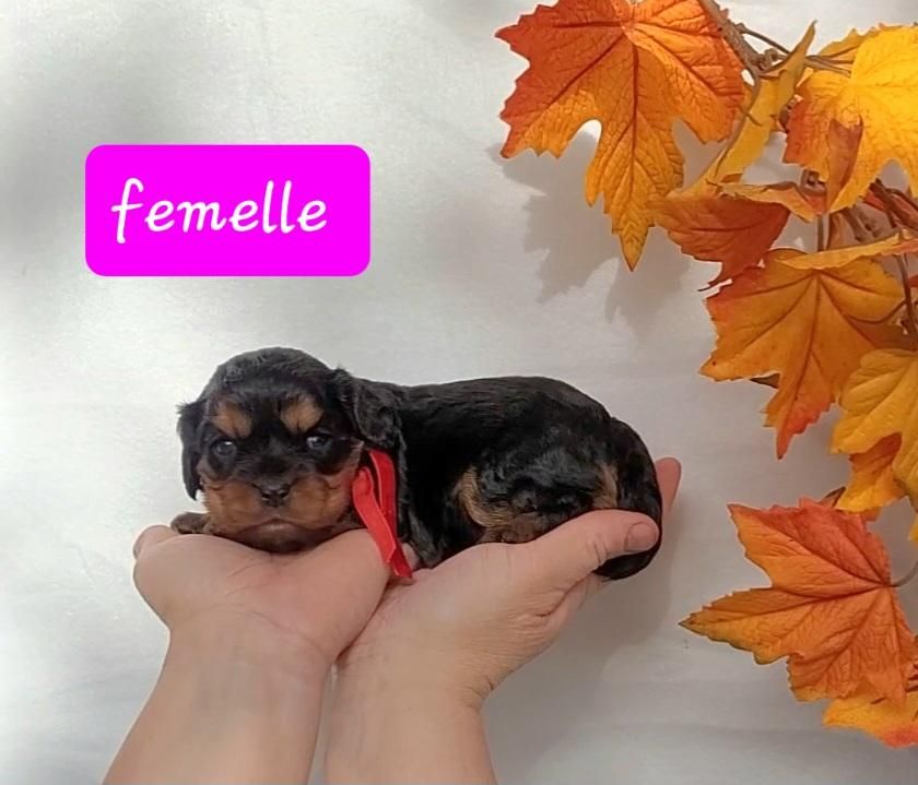  femelle noire et feu - Cavalier King Charles Spaniel