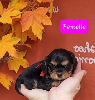 Les chiots de Cavalier King Charles Spaniel