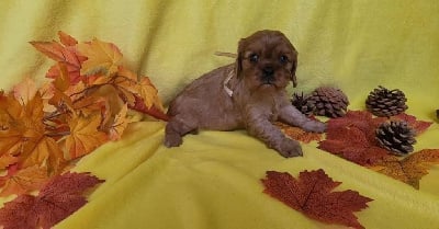 Les chiots de Cavalier King Charles Spaniel