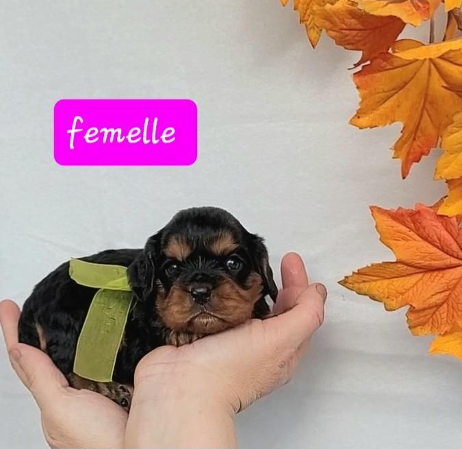 femelle noire et feu - Cavalier King Charles Spaniel