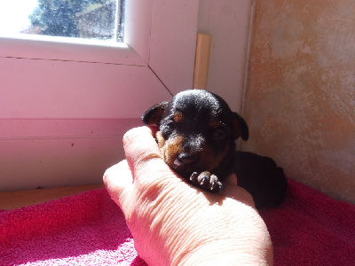 Les chiots de Pinscher nain