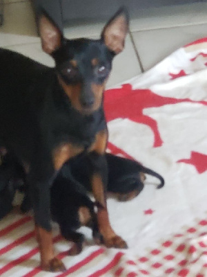 Les chiots de Pinscher nain