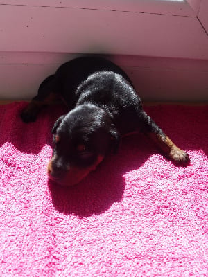 CHIOT 1 - Pinscher nain