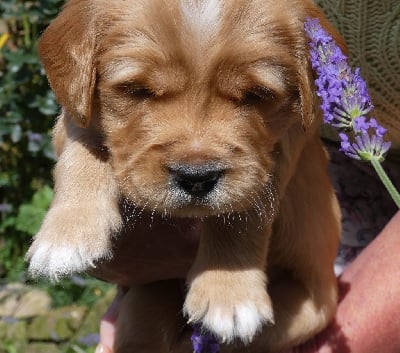 Les chiots de Golden Retriever