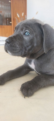 Les chiots de Cane Corso