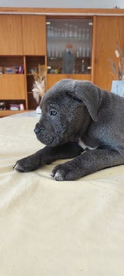 Les chiots de Cane Corso