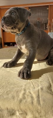 Les chiots de Cane Corso