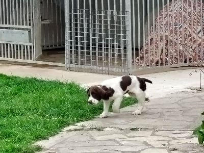 Les chiots de English Springer Spaniel