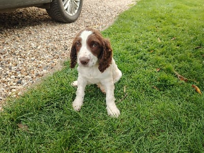 Les chiots de English Springer Spaniel