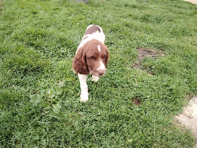 Les chiots de English Springer Spaniel