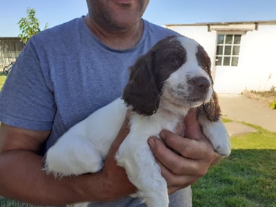 Les chiots de English Springer Spaniel