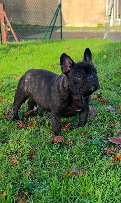 Les chiots de Bouledogue français