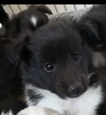 Étalon Shetland Sheepdog - The queen De La Legende De La Gravenne