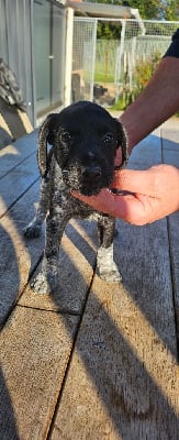 Les chiots de Chien d'arrêt allemand à poil dur