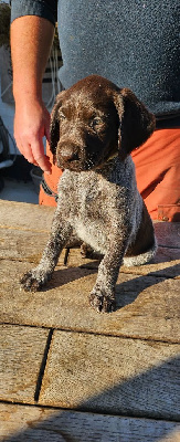 Les chiots de Chien d'arrêt allemand à poil dur