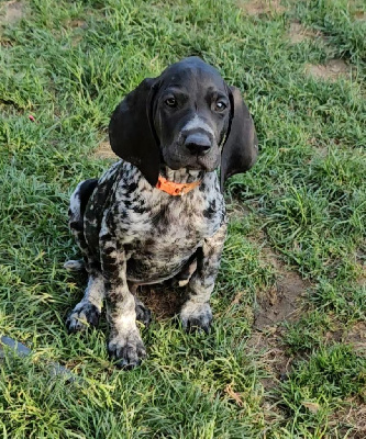 Les chiots de Braque allemand à poil court