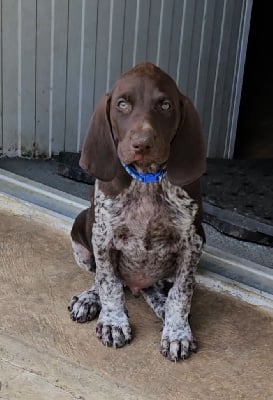 Les chiots de Braque allemand à poil court