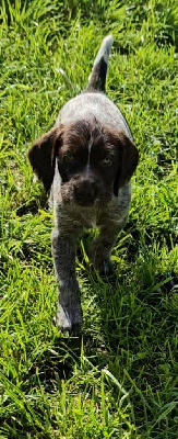 Les chiots de Chien d'arrêt allemand à poil dur