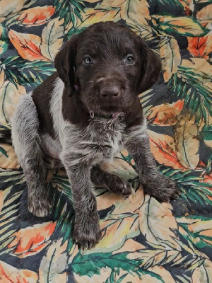 Les chiots de Chien d'arrêt allemand à poil dur