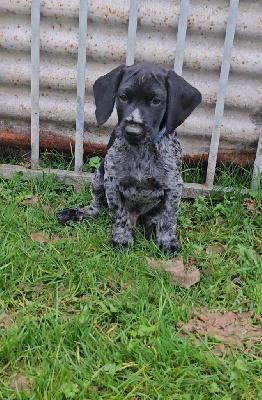 Les chiots de Chien d'arrêt allemand à poil dur