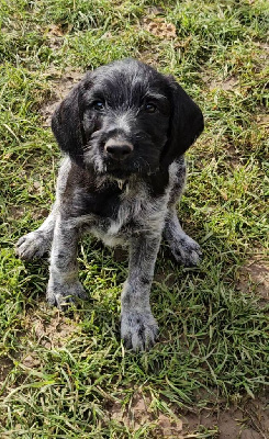 Les chiots de Chien d'arrêt allemand à poil dur