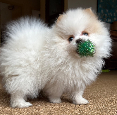 Les chiots de Spitz allemand