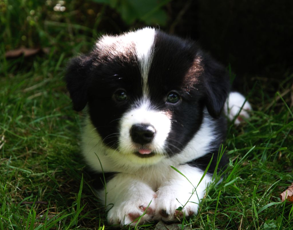 Versicolore sulphureum - Welsh Corgi Cardigan