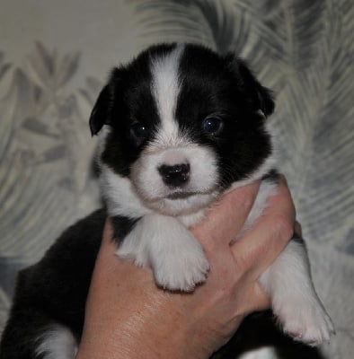 Les chiots de Welsh Corgi Cardigan