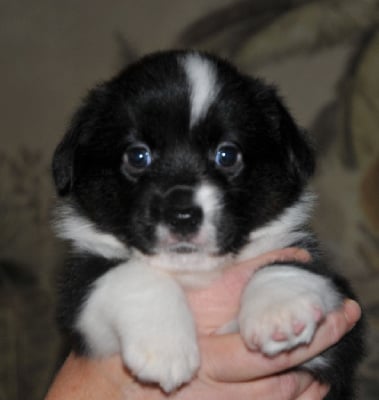 Les chiots de Welsh Corgi Cardigan