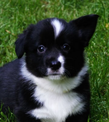 Vinca minor - Welsh Corgi Cardigan