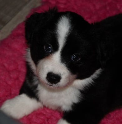 Les chiots de Welsh Corgi Cardigan