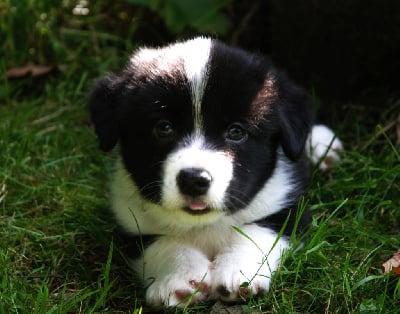 Les chiots de Welsh Corgi Cardigan