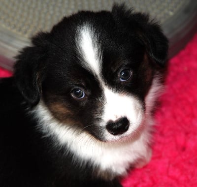 Les chiots de Welsh Corgi Cardigan