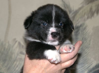 Viburnum Opulus - Welsh Corgi Cardigan