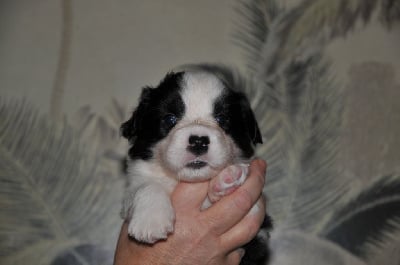 Les chiots de Welsh Corgi Cardigan