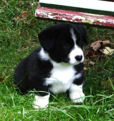 Velvet Moon - Welsh Corgi Cardigan