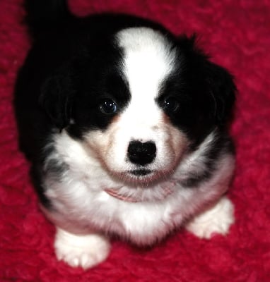 Les chiots de Welsh Corgi Cardigan