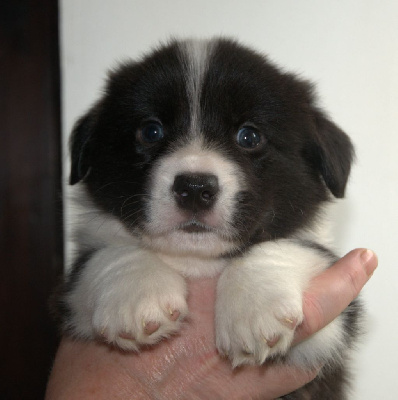 Les chiots de Welsh Corgi Cardigan