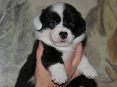 Les chiots de Welsh Corgi Cardigan