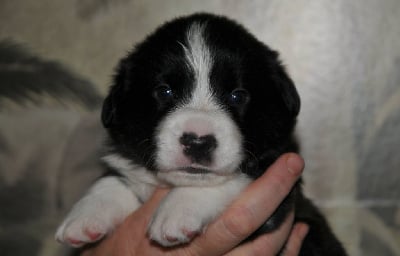 Les chiots de Welsh Corgi Cardigan