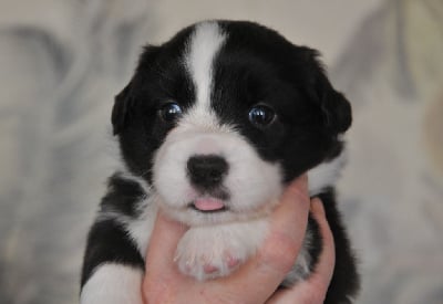 Les chiots de Welsh Corgi Cardigan