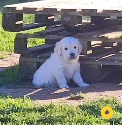 Les chiots de Golden Retriever