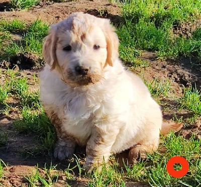 Les chiots de Golden Retriever