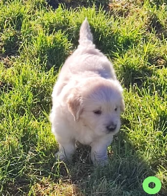 Les chiots de Golden Retriever