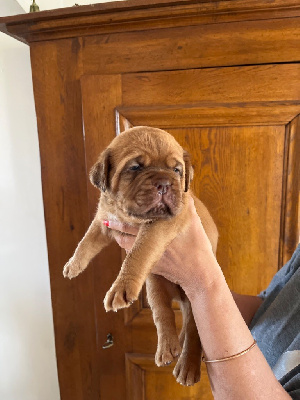 Les chiots de Dogue de Bordeaux