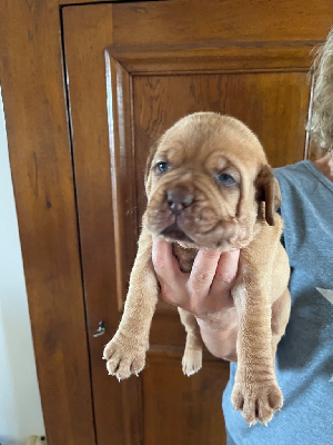 Les chiots de Dogue de Bordeaux